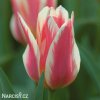 biloruzovy vicekvety tulipan quebec 2