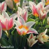 biloruzovy vicekvety tulipan quebec 4