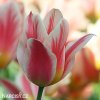 biloruzovy vicekvety tulipan quebec 6