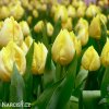 žlutý tulipán sunny prince 3