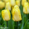 žlutý tulipán sunny prince 4