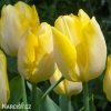 žlutý tulipán sunny prince 6