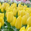 žlutý tulipán sunny prince 7