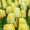 žlutý tulipán sunny prince 1