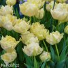 zluty tulipan verona 2