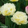zluty tulipan verona 3