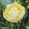 zluty tulipan verona 1