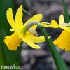 žlutý narcis february gold 2