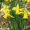 žlutý narcis february gold 3