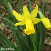 žlutý narcis february gold 4