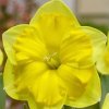 Narcis Prodigious 1