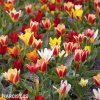 smes tulipanu greigii mix 3