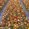 smes tulipanu greigii mix 4
