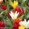 smes tulipanu greigii mix 6