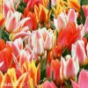 smes tulipanu greigii mix 7