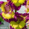 mecik Gladiol Zita 3