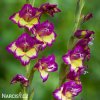 mecik Gladiol Zita 4