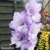 fialovy Mecik Gladiol Cote d'azur 3