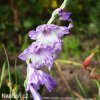 fialovy Mecik Gladiol Cote d'azur 4