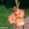 oranzovy mecik Gladiol Eminence 2