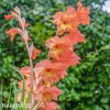 oranzovy mecik Gladiol Eminence 6