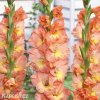 oranzovy mecik Gladiol Eminence 1