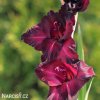 cerveny mecik Gladiol Espresso 2