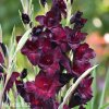 cerveny mecik Gladiol Espresso 1