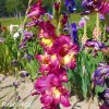 ruzovozluty mecik Gladiol Far West 2