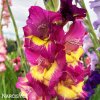 ruzovozluty mecik Gladiol Far West 3