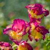 ruzovozluty mecik Gladiol Far West 4
