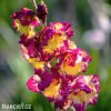 ruzovozluty mecik Gladiol Far West 1