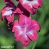 ruzovy mecik Gladiol Lumiere 4