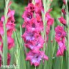 ruzovy mecik Gladiol Lumiere 1