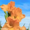 mecik Gladiol Machu picchu 2