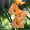 mecik Gladiol Machu picchu 3