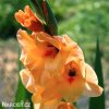 mecik Gladiol Machu picchu 4