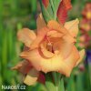 mecik Gladiol Machu picchu 5
