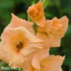 mecik Gladiol Machu picchu 6