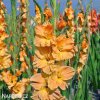 mecik Gladiol Machu picchu 1