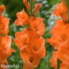 oranzovy mecik Gladiol Prince of Orange 4
