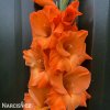 oranzovy mecik Gladiol Prince of Orange 5