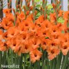 oranzovy mecik Gladiol Prince of Orange 1