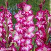 mecik Gladiol Repolio rojo 1