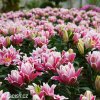 ruzova Lilie Roselily Samantha 3
