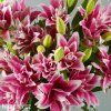 ruzova Lilie Roselily Samantha 5