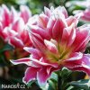 ruzova Lilie Roselily Samantha 7