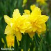 žlutý plnokvětý narcis golden ducat 1