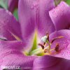 fialova lilie orient purple lady 5