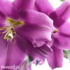 fialova lilie orient purple lady 9